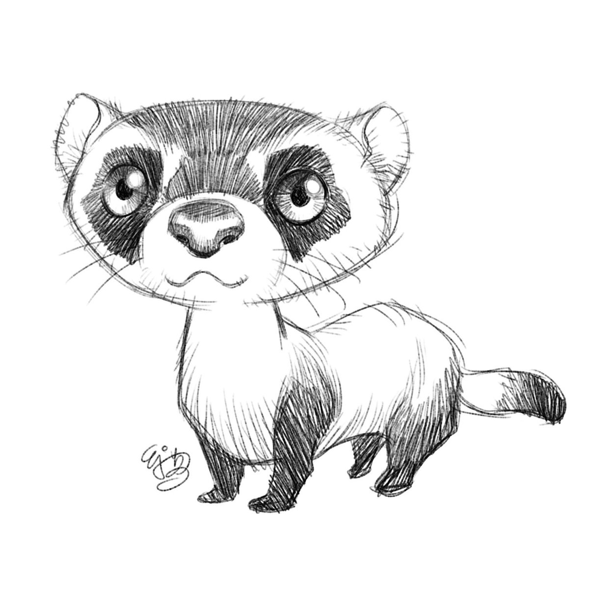 Black Footed Ferret Drawing at GetDrawings Free download