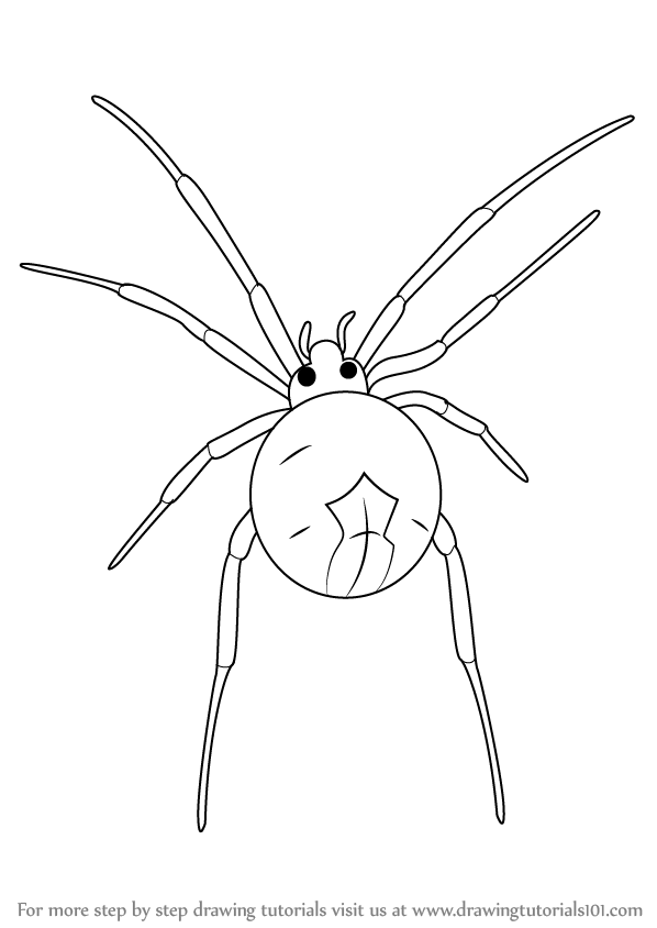 598x844 Learn How To Draw A Widow Spider (Other Animals) Step By Step.
