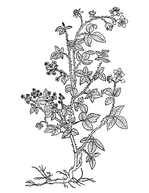 Blackberry Plant Drawing at GetDrawings | Free download