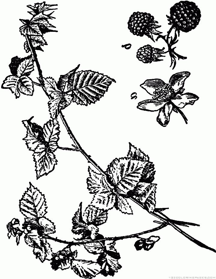 Blackberry Plant Drawing at GetDrawings | Free download