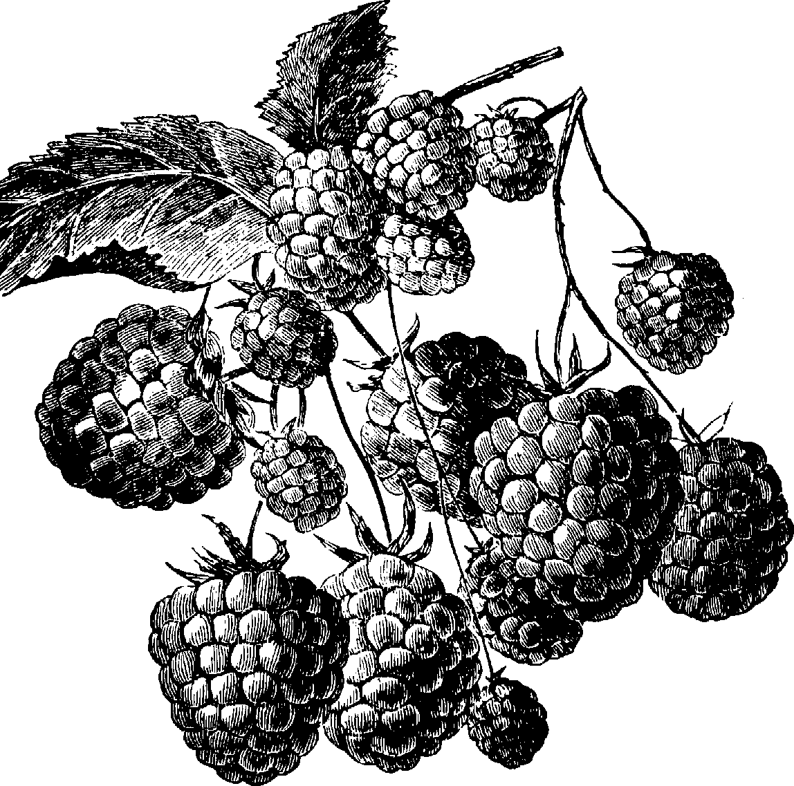 Blackberry Plant Drawing