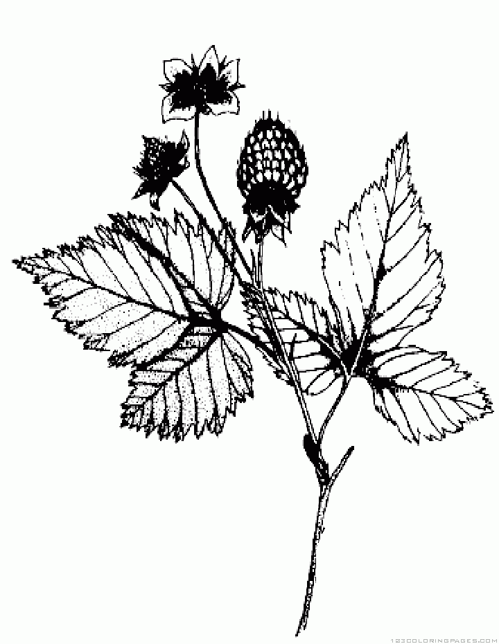 Blackberry Plant Drawing at GetDrawings | Free download