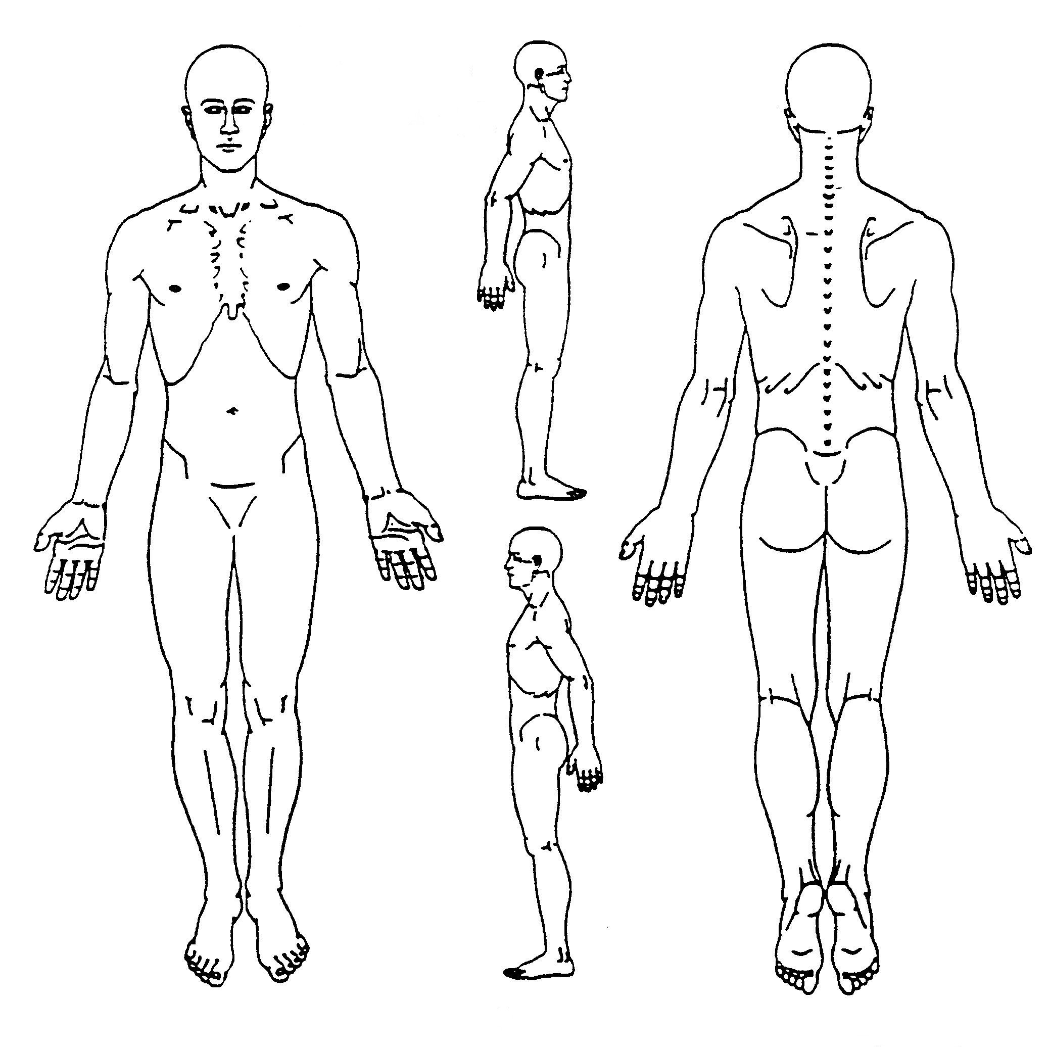 Human Body Chart Pdf