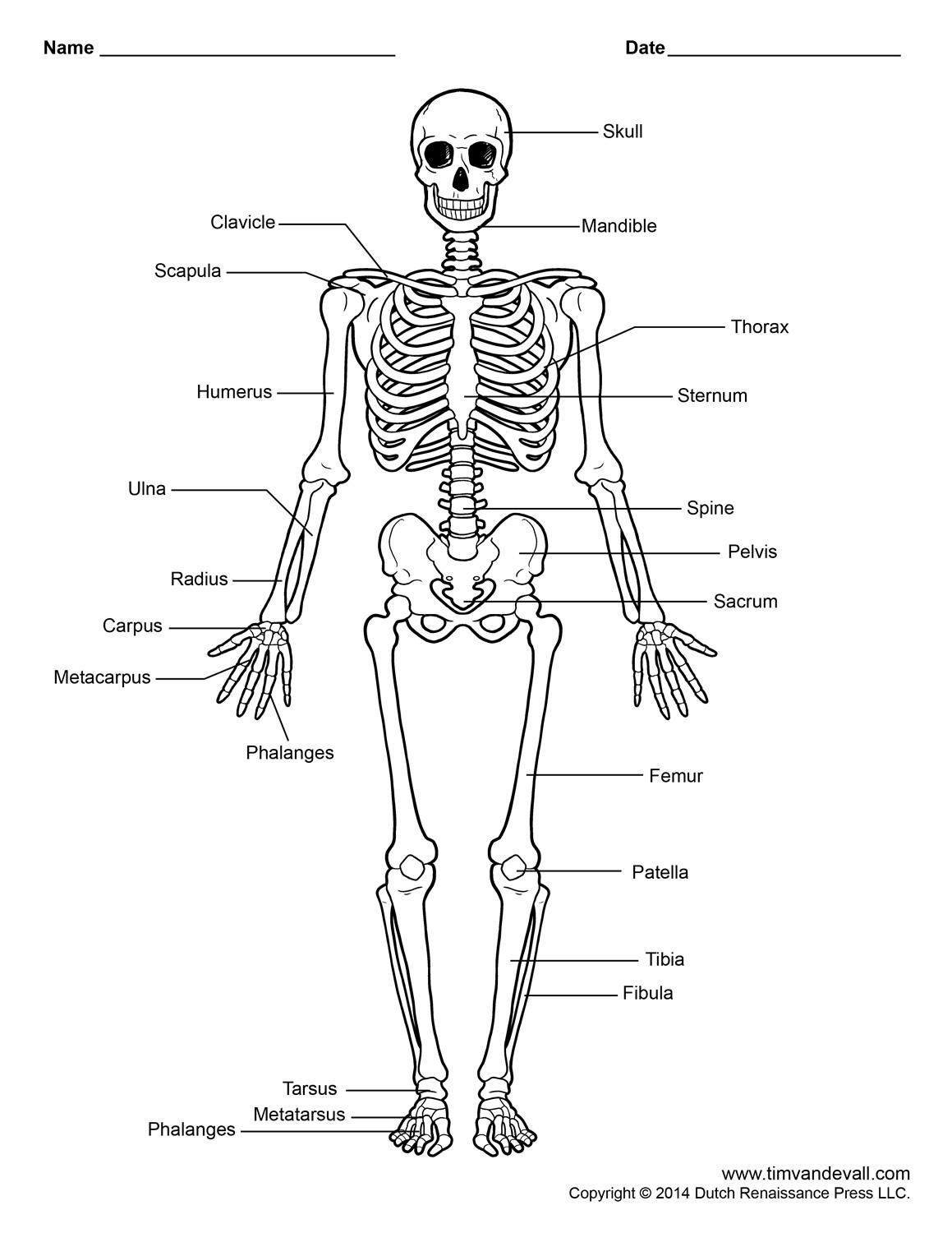 Free Printable Body Diagram