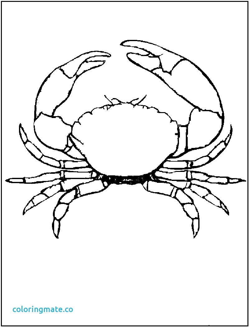 Blue Crab Drawing at GetDrawings | Free download