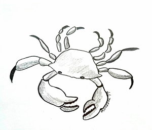 Blue Crab Drawing at GetDrawings | Free download