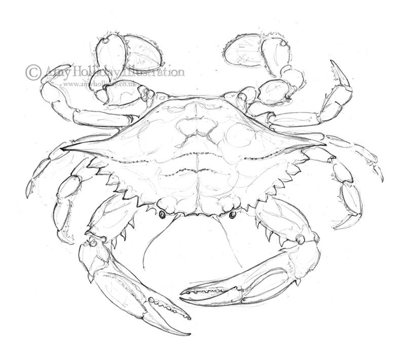 Blue Crab Drawing at GetDrawings | Free download