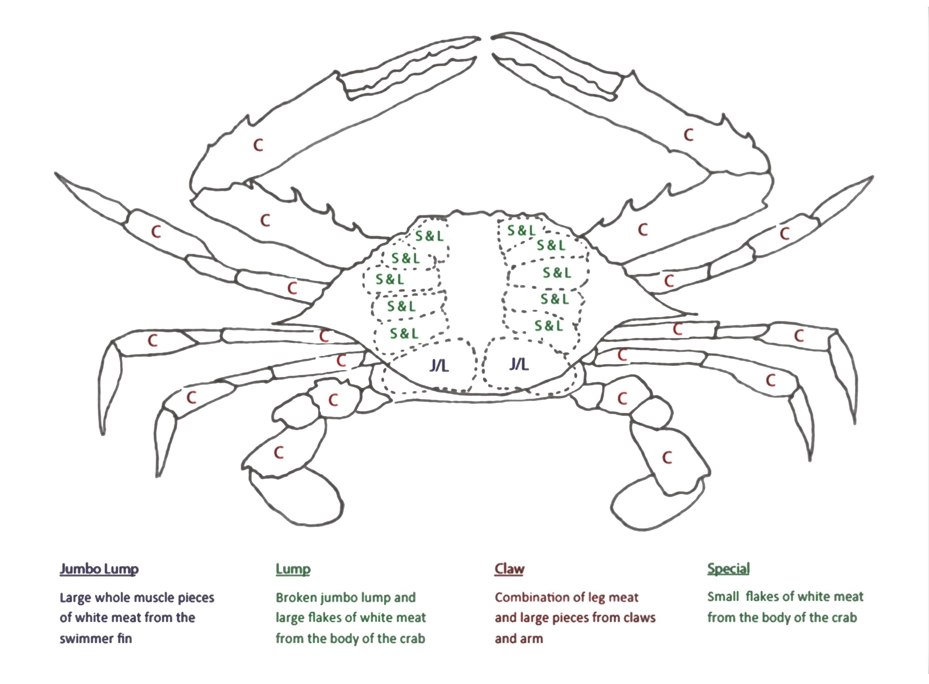 blue crab anatomy