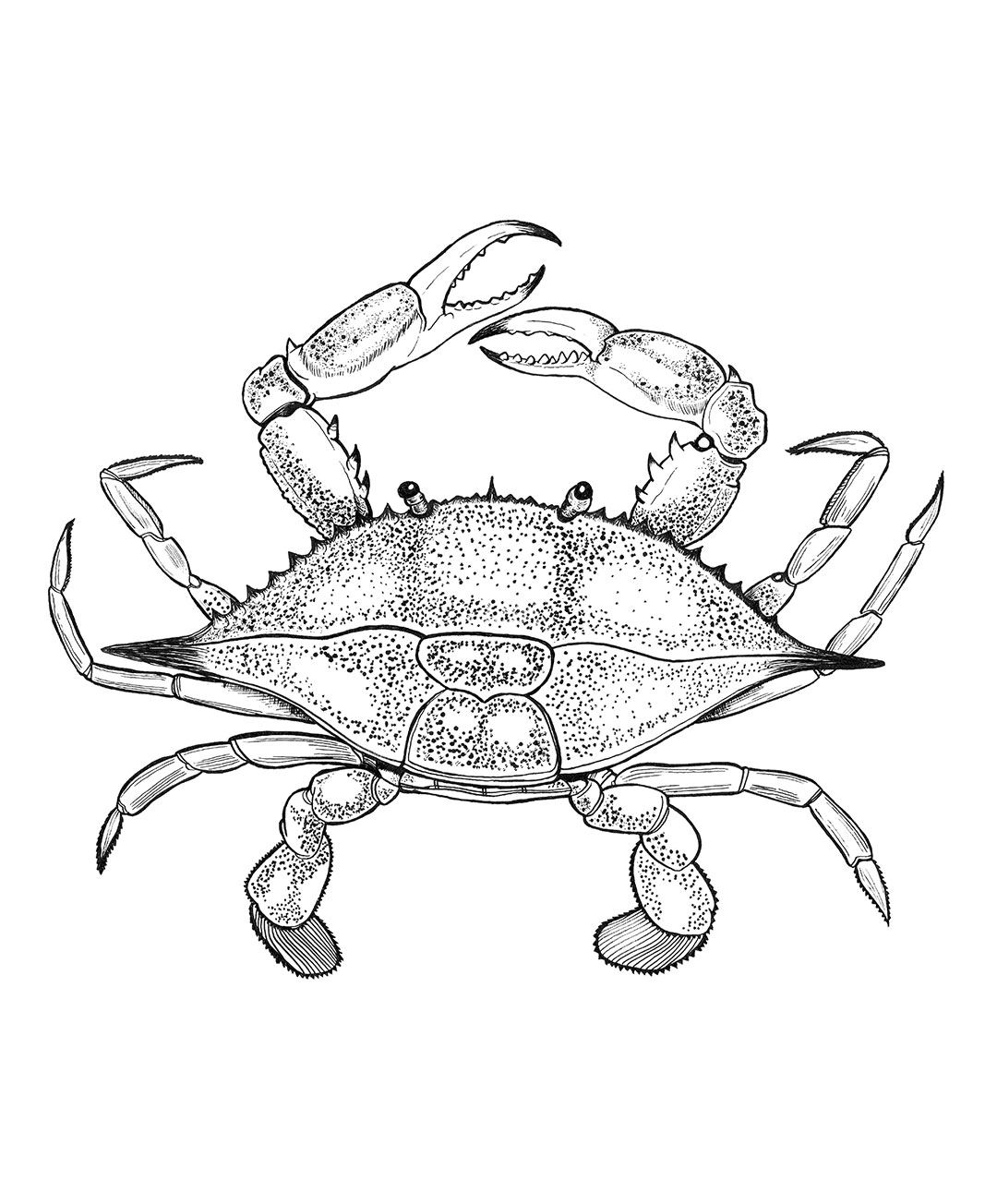 blue crab drawing