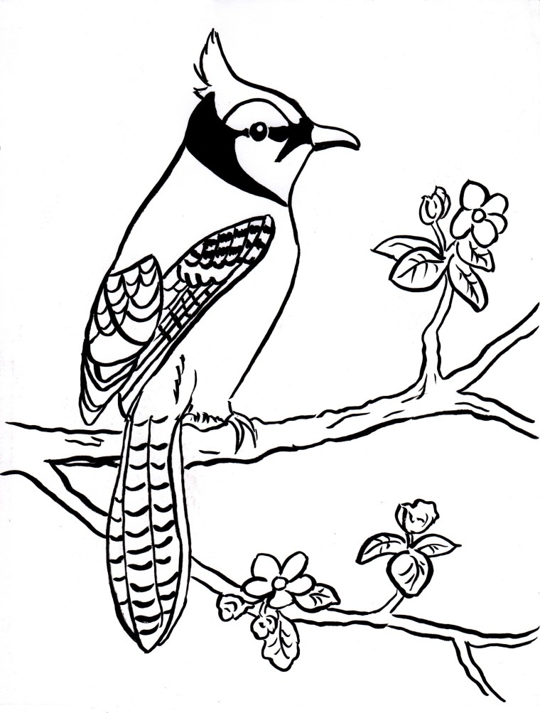 Blue Jay Bird Drawing at GetDrawings | Free download
