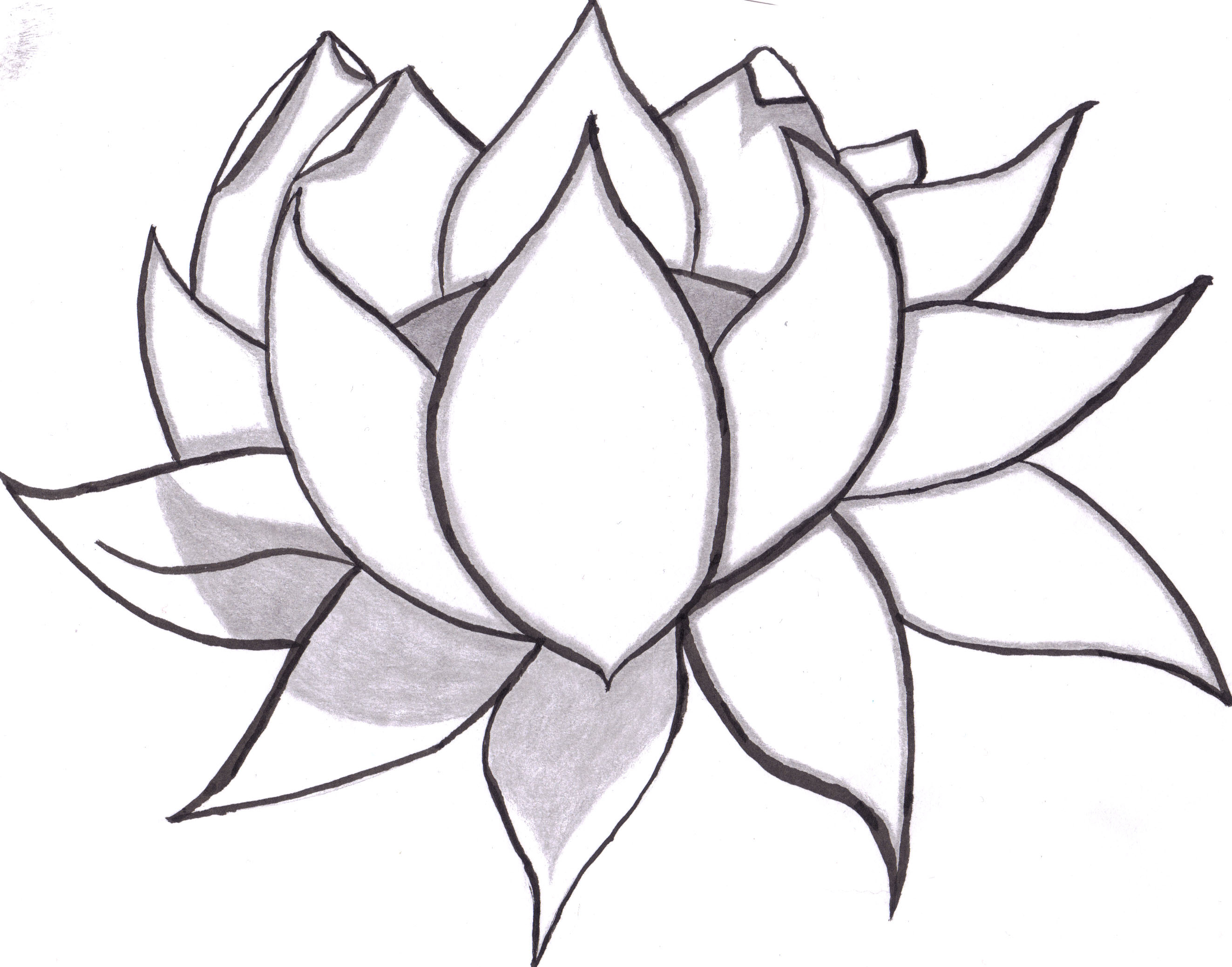 Blue Lotus Flower Drawing at GetDrawings Free download