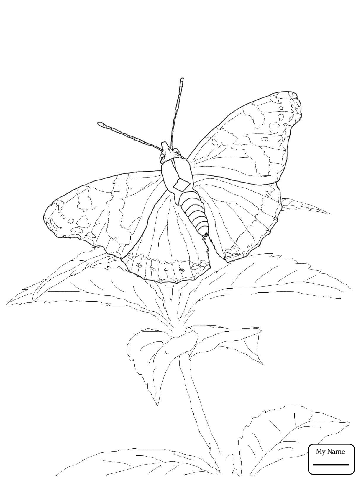 Blue Morpho Butterfly Drawing at GetDrawings | Free download