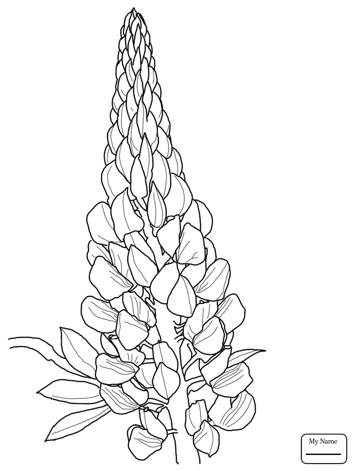 Bluebonnet Drawing at GetDrawings Free download.
