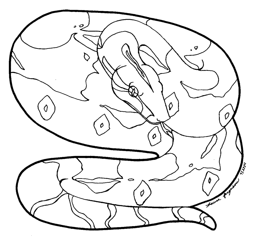 Boa Constrictor Drawing at GetDrawings Free download