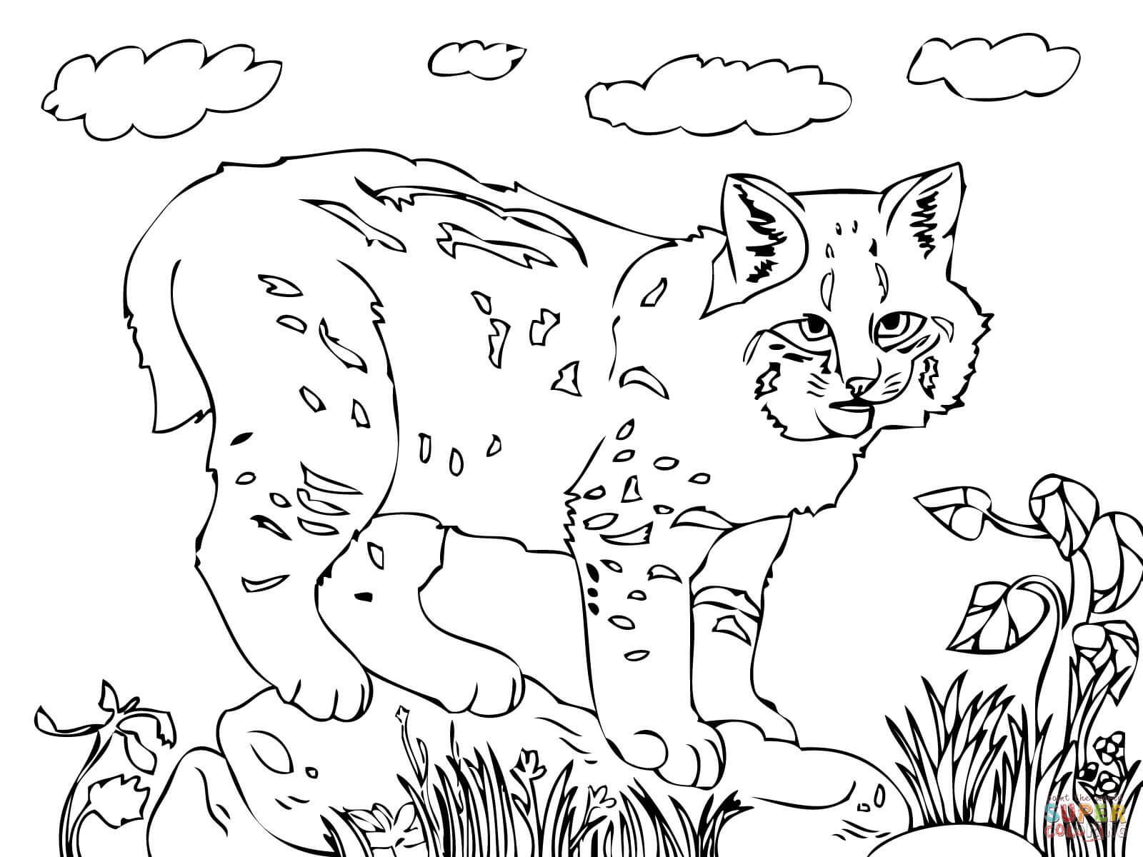 Coloring Pages Of Bobcats Coloring Pages