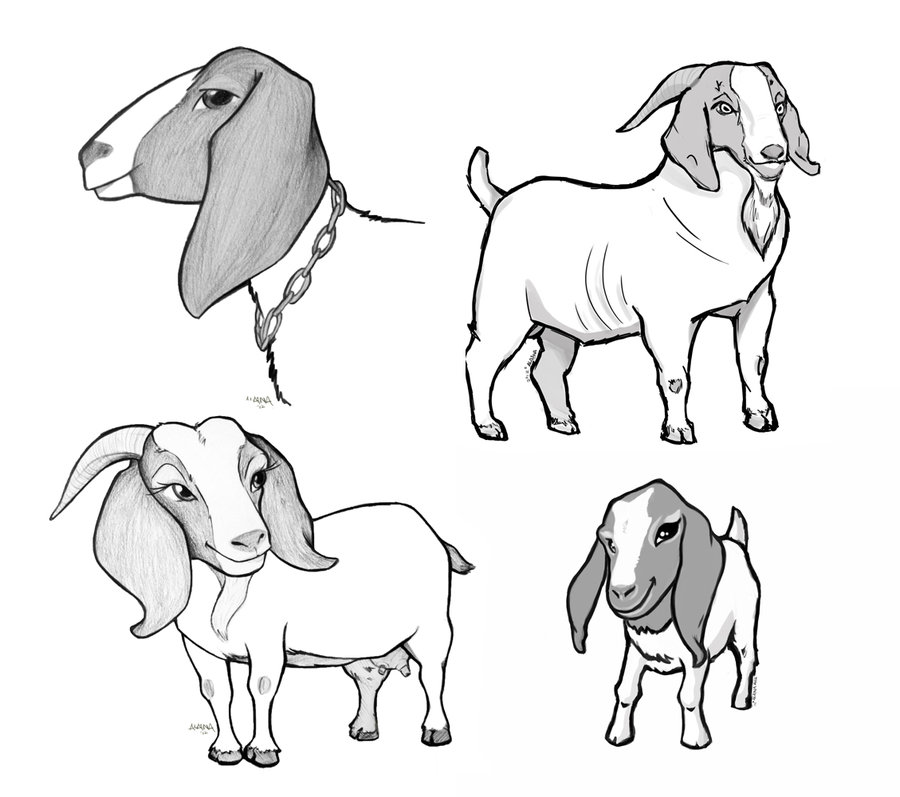 Boer Goat Drawing at GetDrawings Free download