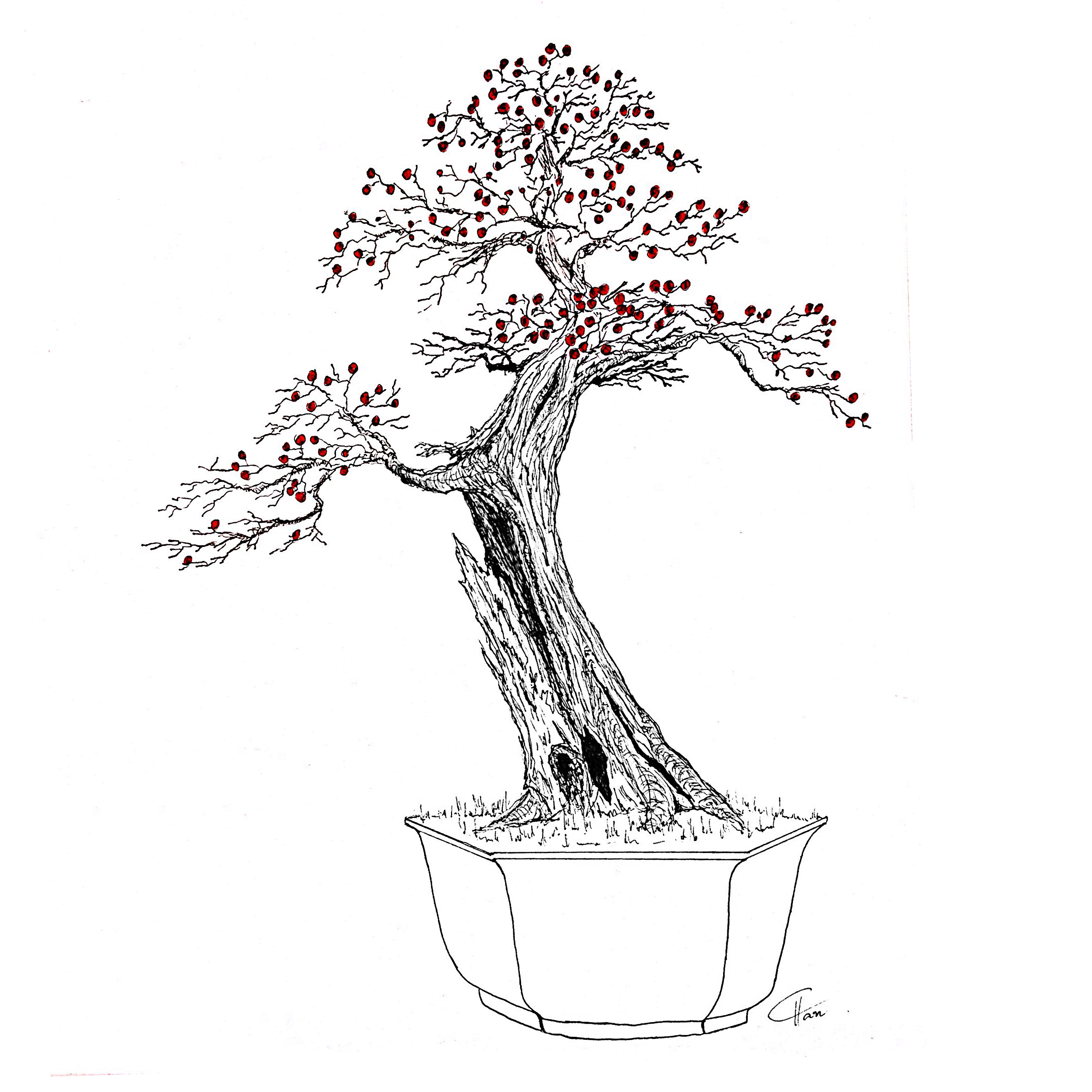 Bonsai Drawing at GetDrawings Free download