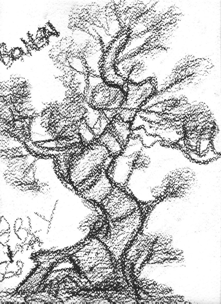 Bonsai Tree Drawing at GetDrawings | Free download