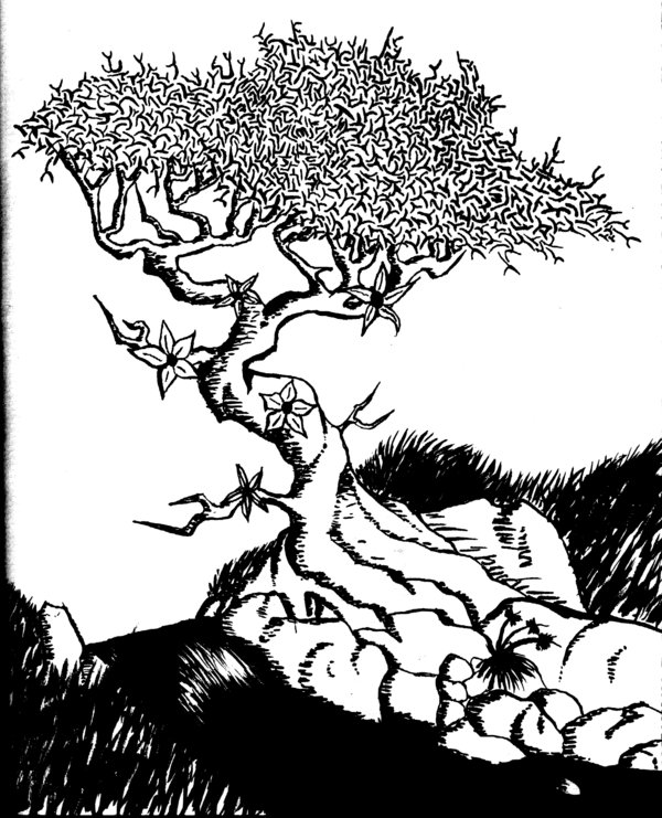 Bonsai Tree Drawing at GetDrawings | Free download