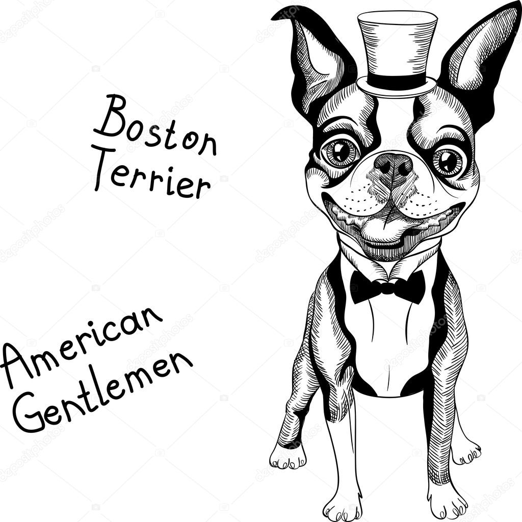 Boston Terrier Drawing at GetDrawings | Free download