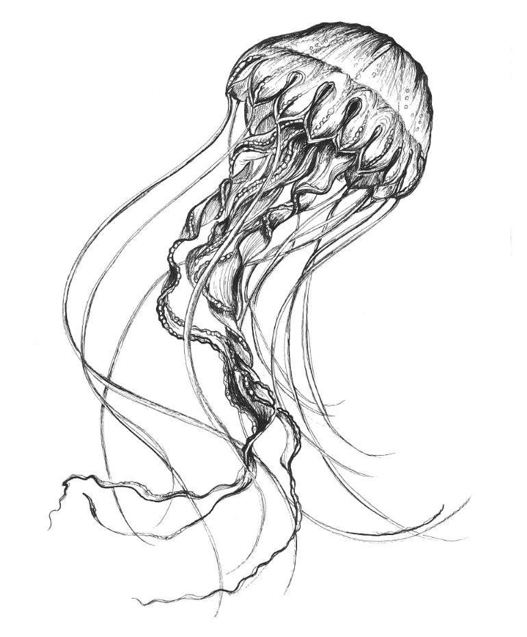 Box Jellyfish Drawing at GetDrawings | Free download