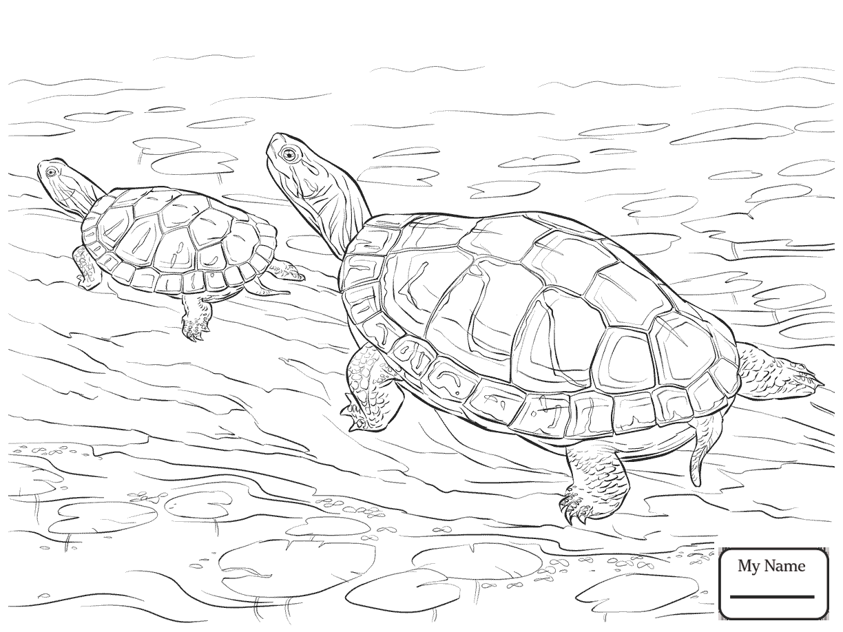 Box Turtle Drawing at GetDrawings | Free download