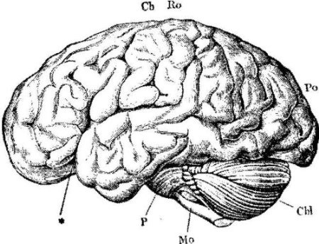 simple drawing of human brain