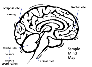 Brain Drawing Simple at GetDrawings | Free download