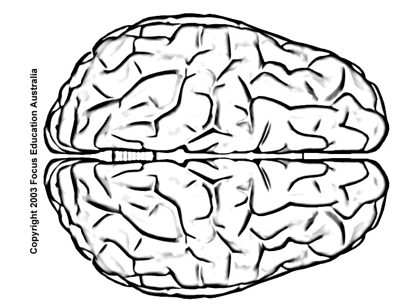 Brain Line Drawing at GetDrawings | Free download