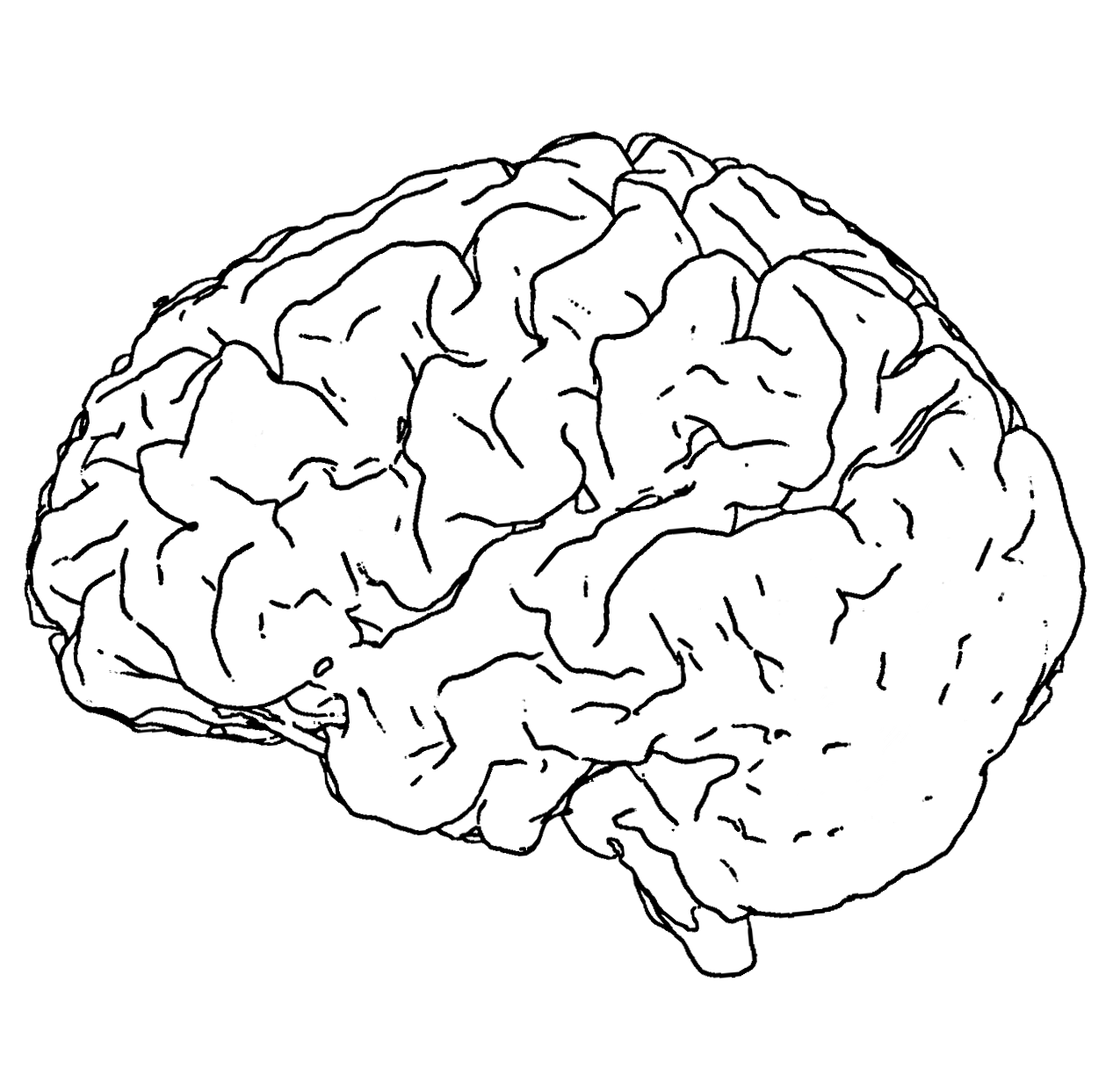 Brain Line Drawing at GetDrawings | Free download