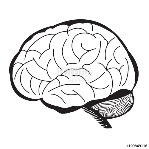 Brain Outline Drawing at GetDrawings | Free download