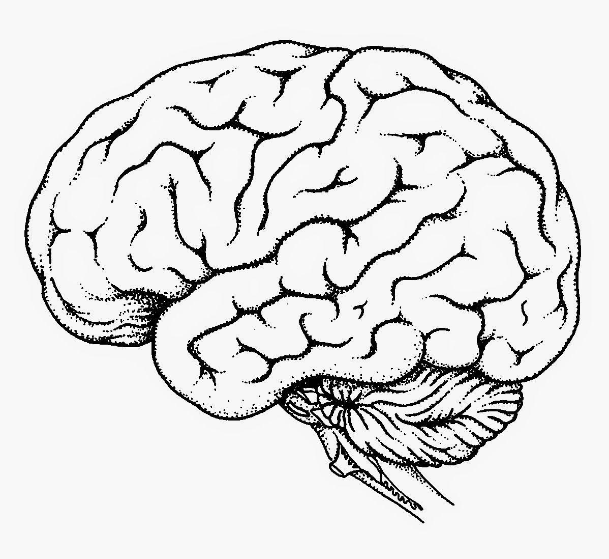Brain Outline Drawing at GetDrawings Free download