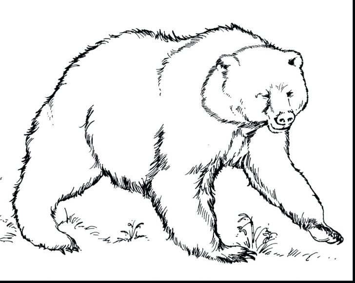 Brown Bear Line Drawing at GetDrawings | Free download