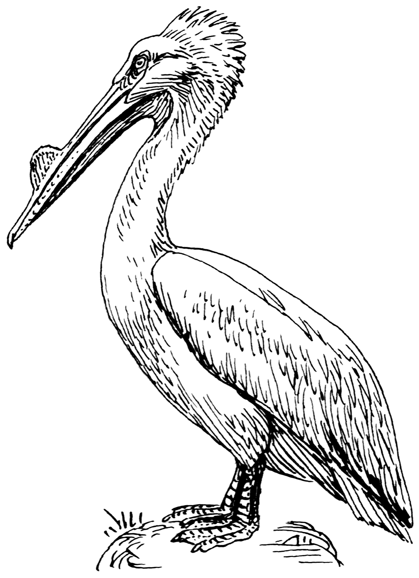 Easy Pelican Sketch Drawing with Realistic