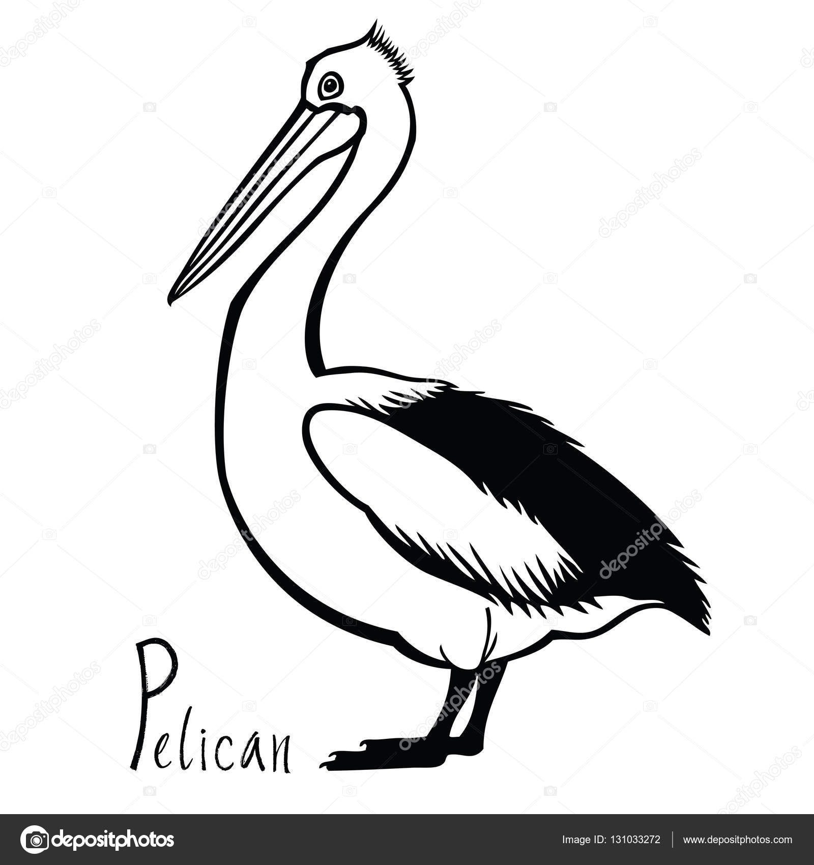 Brown Pelican Drawing At GetDrawings | Free Download