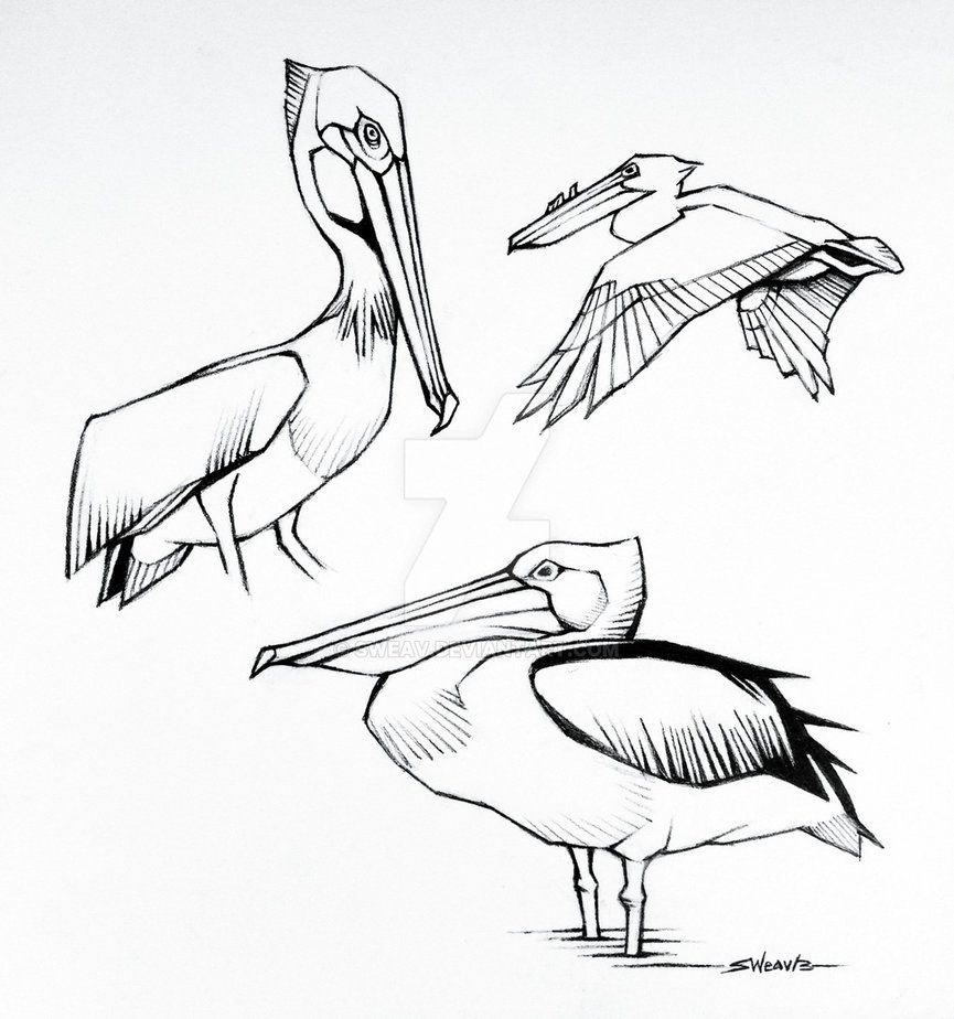 Brown Pelican Drawing At Getdrawings Free Download