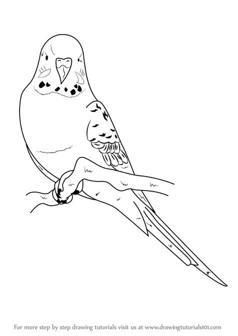 Budgie Clipart at GetDrawings | Free download