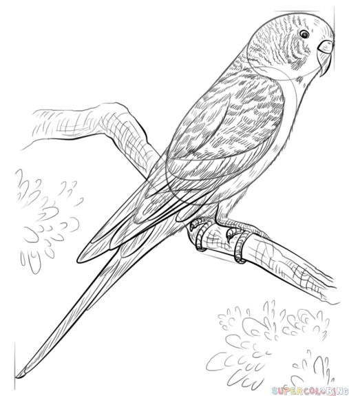 Budgie Drawing at GetDrawings | Free download