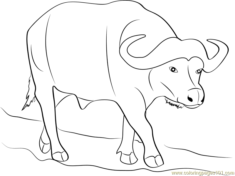 Buffalo Drawing Images at GetDrawings | Free download