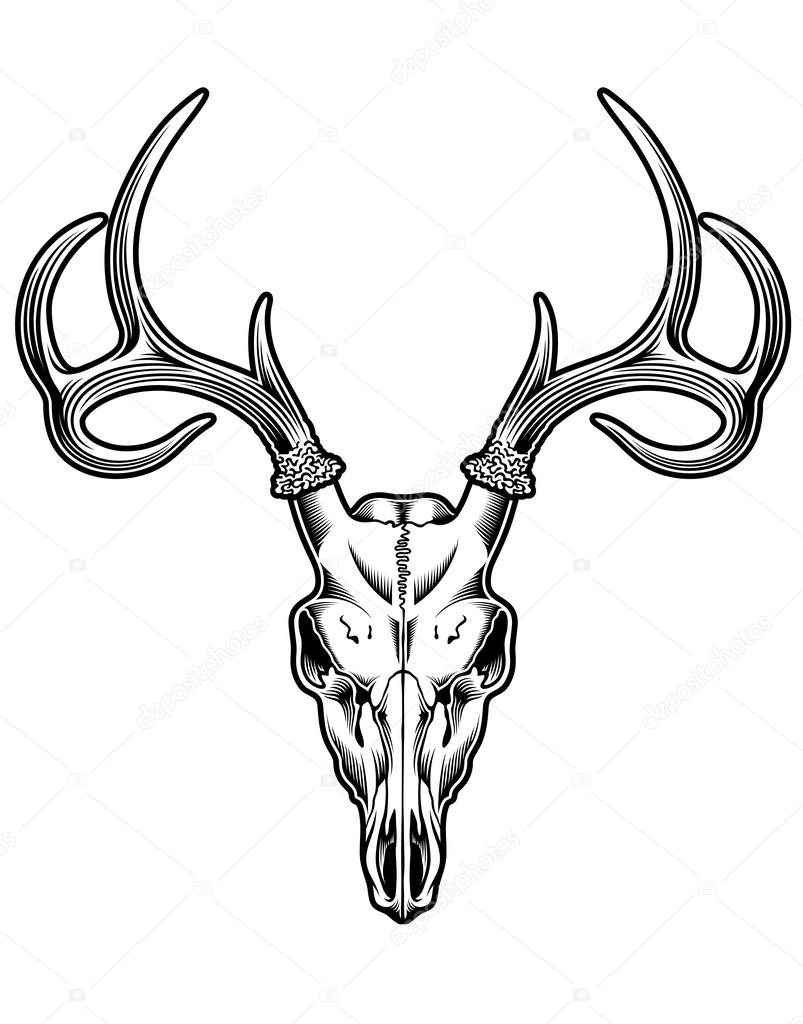 Buffalo Skulls Drawing at GetDrawings | Free download