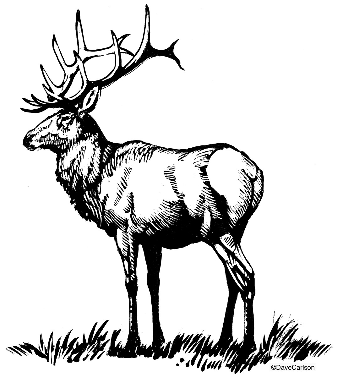 Bull Elk Drawing at GetDrawings Free download