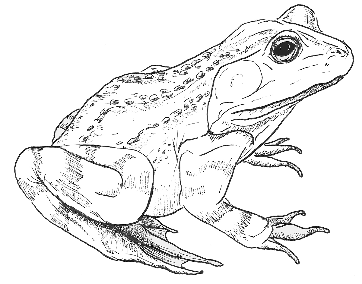 Bull Frog Drawing at GetDrawings Free download