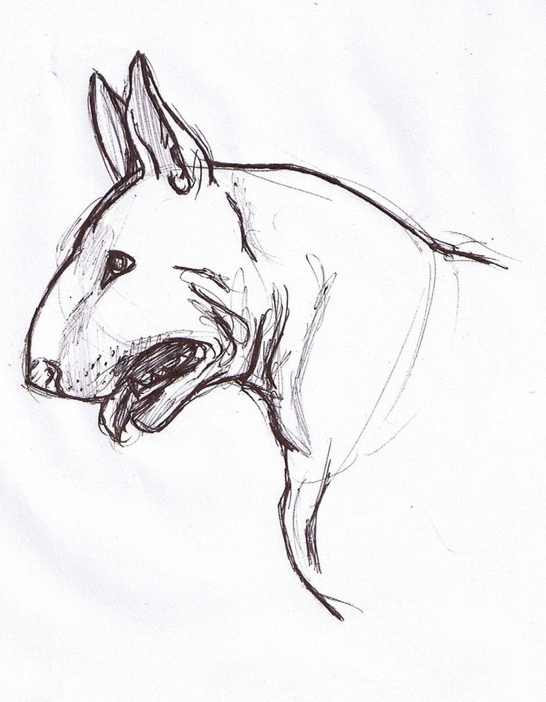 Bull Terrier Drawing at GetDrawings Free download