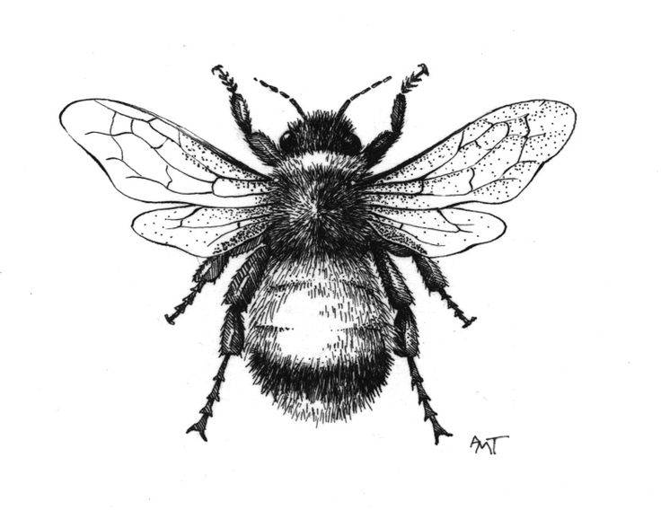 Bumblebee Line Drawing at GetDrawings Free download