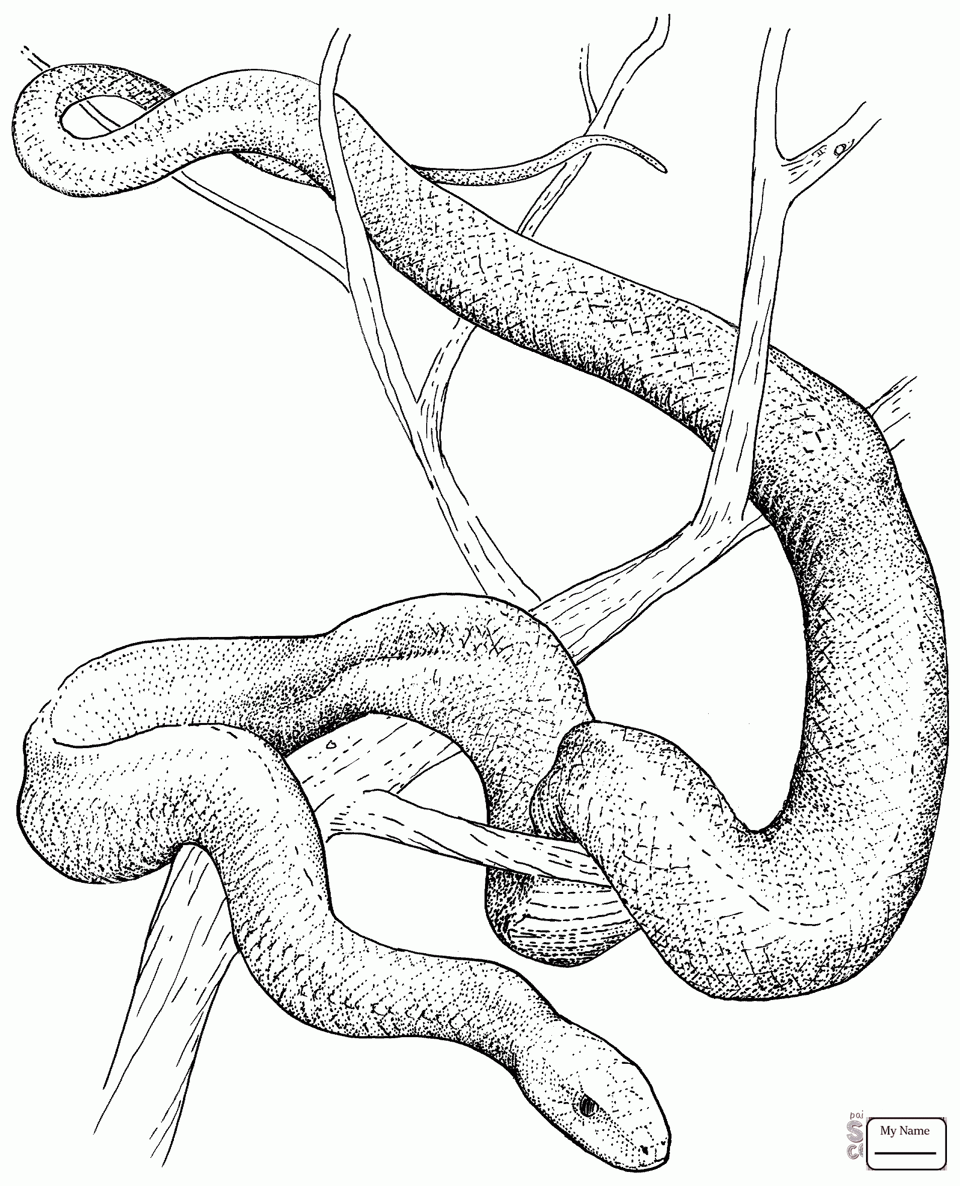 burmese-python-drawing-at-getdrawings-free-download