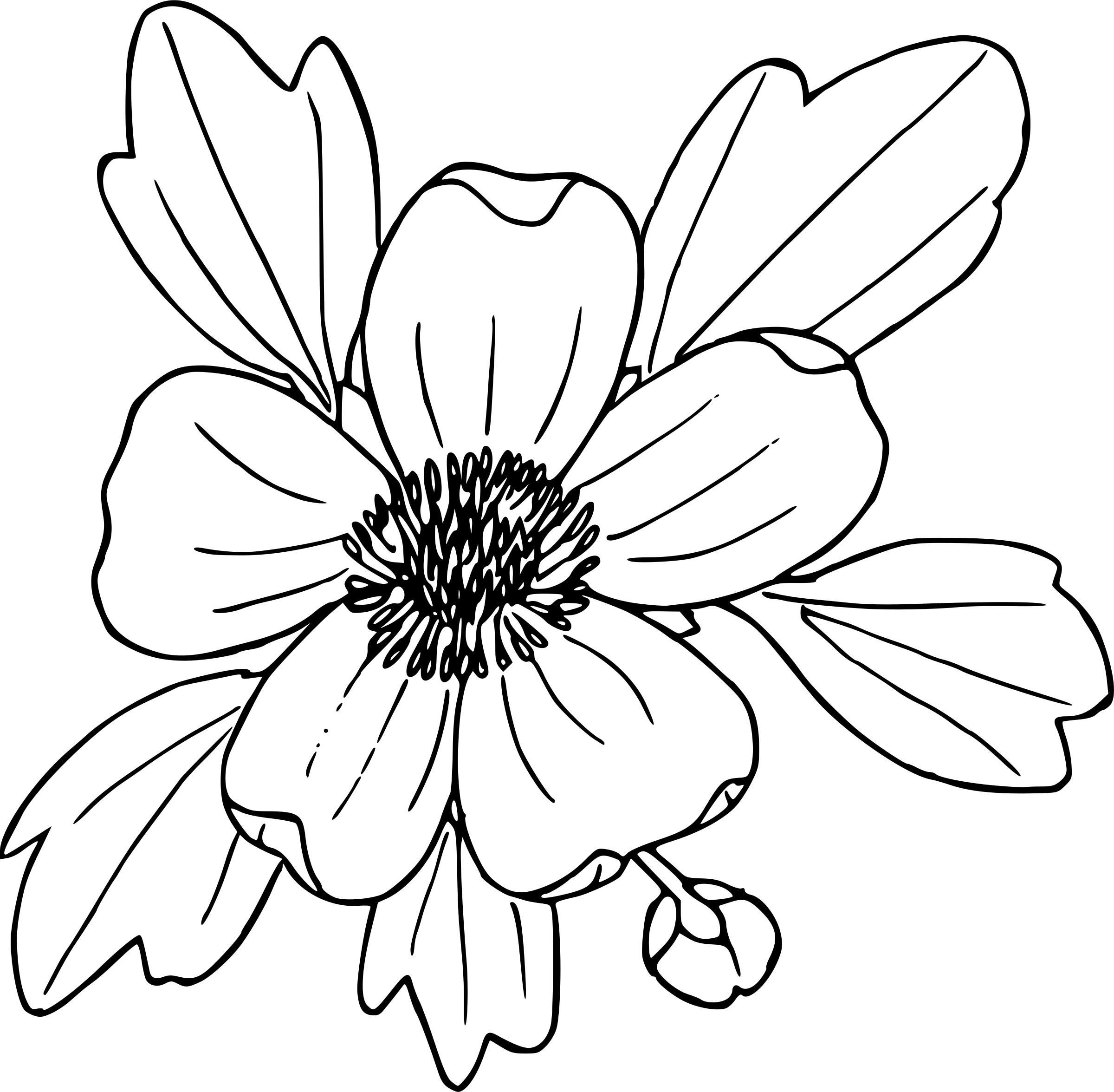 flowers-clipart-mayflower-flowers-mayflower-transparent-free-for