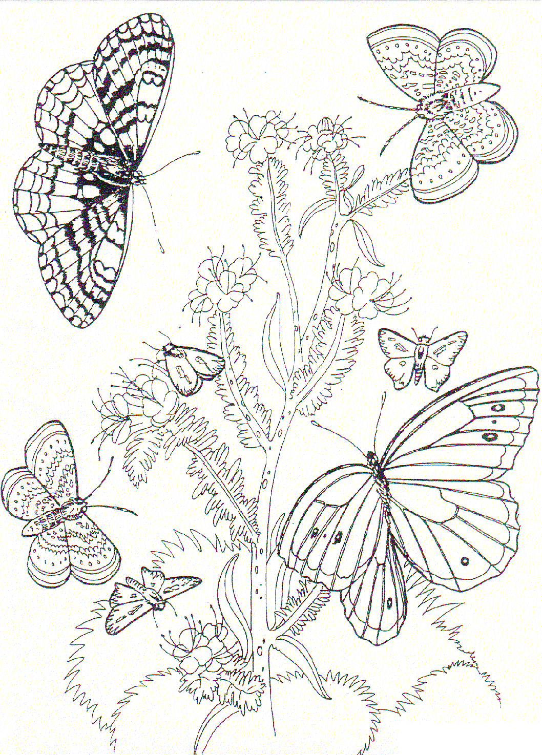 Butterflies And Flowers Drawing at GetDrawings | Free download