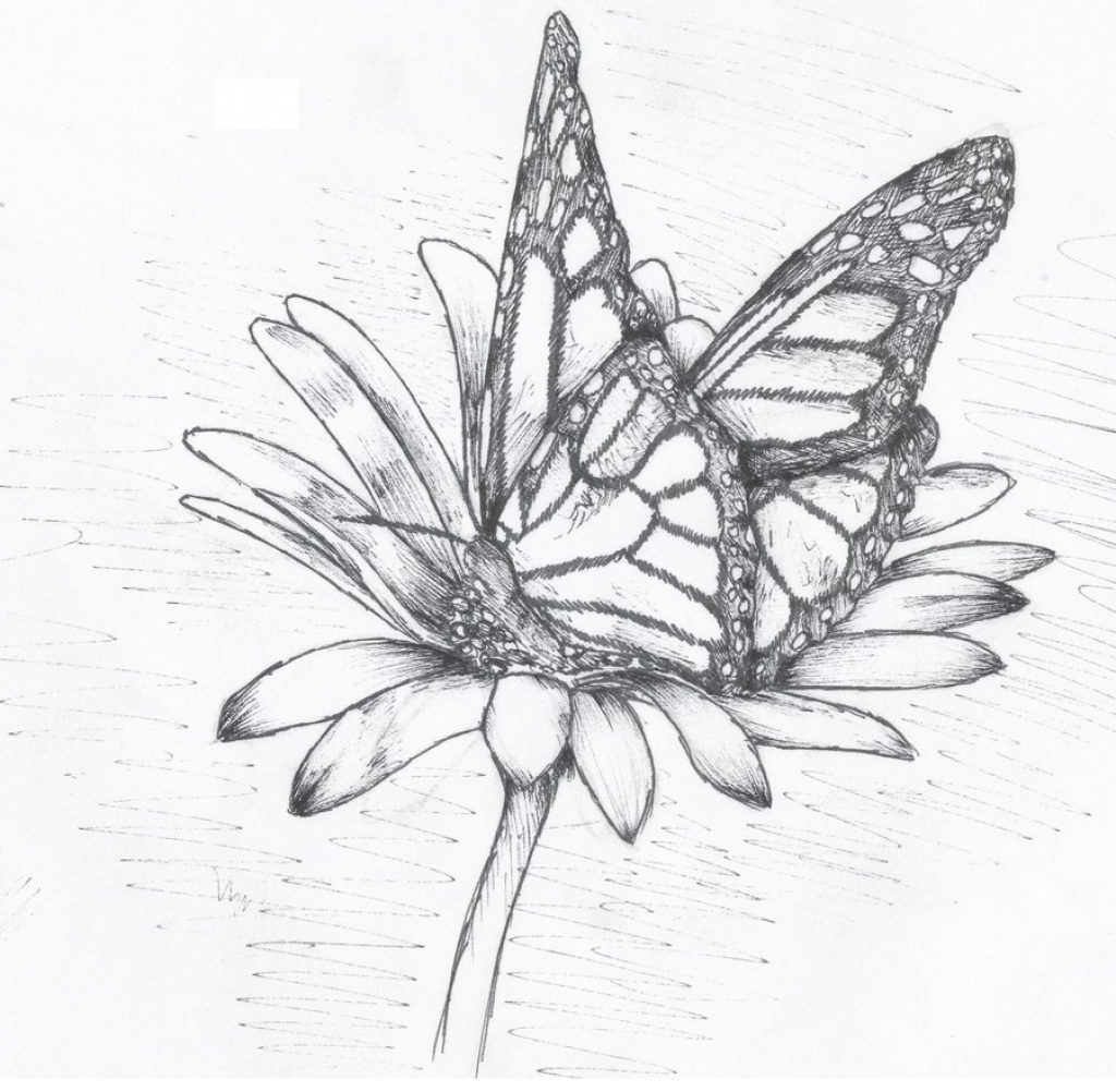 Butterfly And Flower Drawing At GetDrawings Free Download