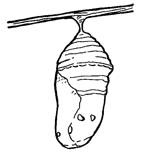 Butterfly Cocoon Drawing at GetDrawings | Free download
