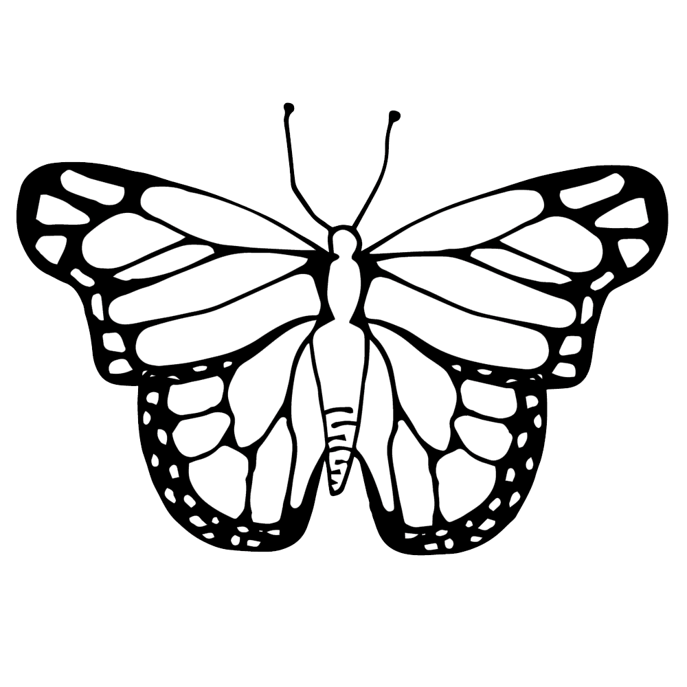 Butterfly Cocoon Drawing at GetDrawings | Free download